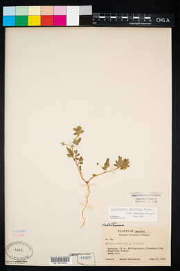 Kallstroemia parviflora image