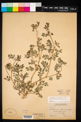 Kallstroemia parviflora image