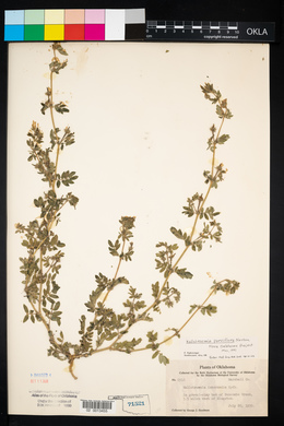 Kallstroemia parviflora image