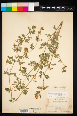 Kallstroemia parviflora image