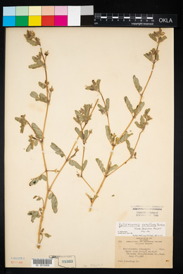 Kallstroemia parviflora image