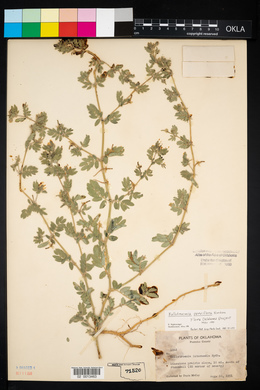 Kallstroemia parviflora image