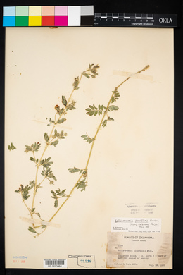 Kallstroemia parviflora image