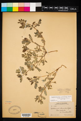 Kallstroemia parviflora image