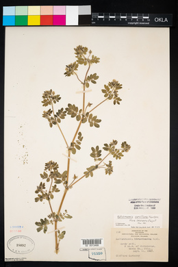 Kallstroemia parviflora image