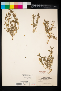 Tribulus terrestris image