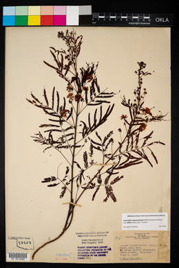 Acacia angustissima image