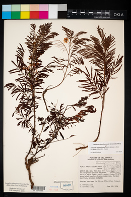 Acacia angustissima image