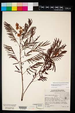 Acacia angustissima image