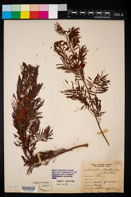 Acacia filicioides image