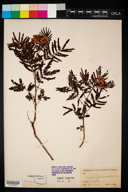 Image of Acacia filicioides