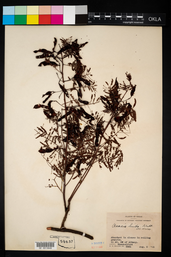 Acaciella angustissima var. angustissima image