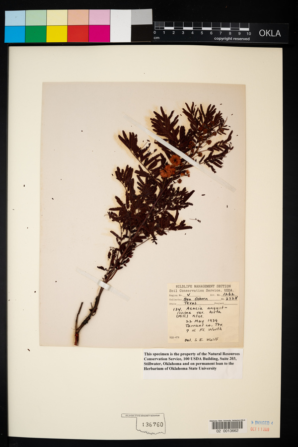 Acaciella angustissima var. angustissima image