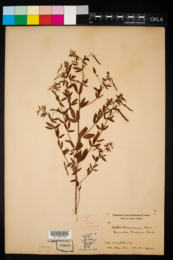 Lotus unifoliolatus var. unifoliolatus image