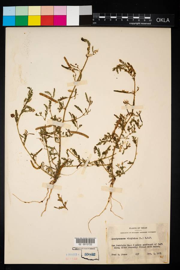 Aeschynomene virginica image