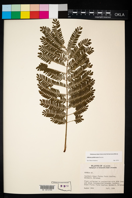 Albizia julibrissin image