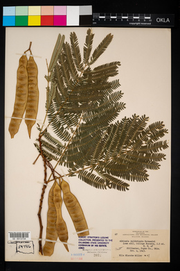 Albizia julibrissin image