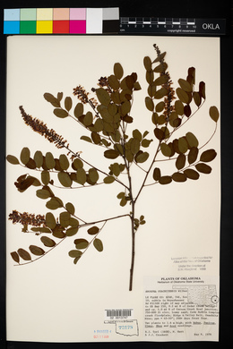 Amorpha ouachitensis image