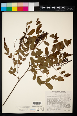 Amorpha ouachitensis image