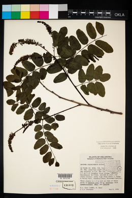 Amorpha ouachitensis image