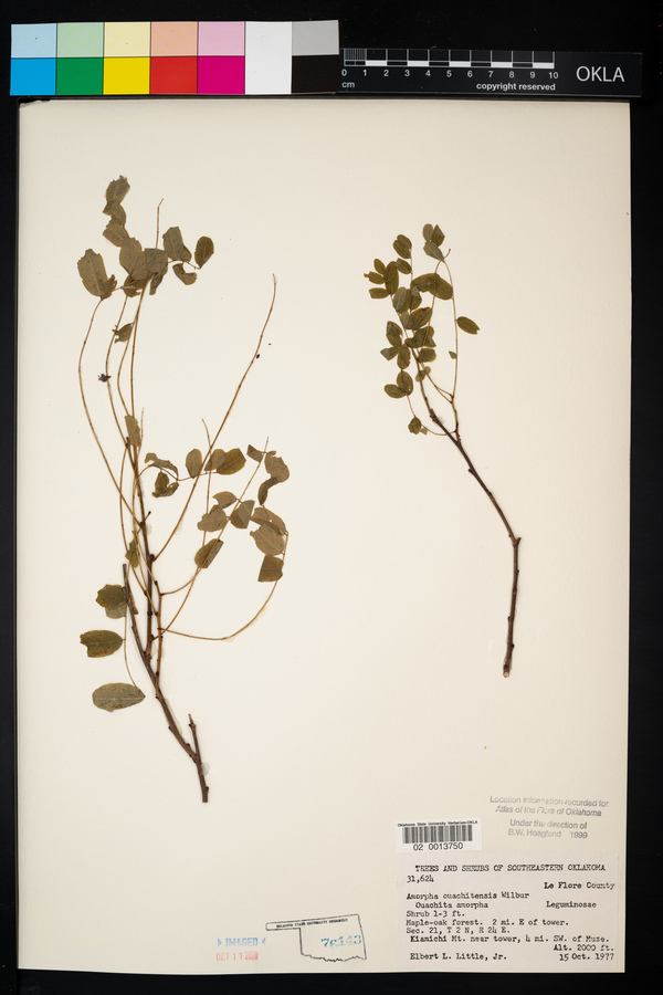 Amorpha ouachitensis image
