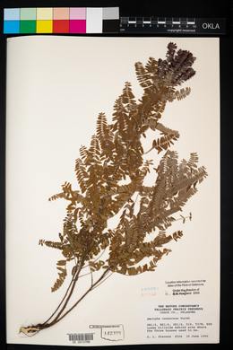 Amorpha canescens image