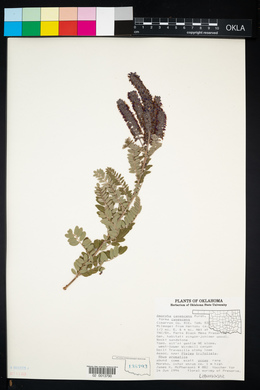 Amorpha canescens image