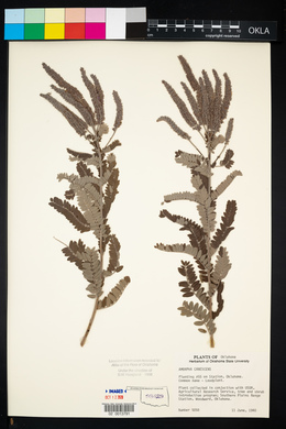 Amorpha canescens image