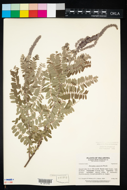 Amorpha canescens image