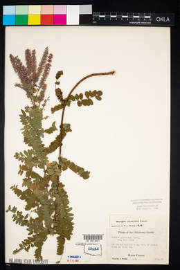 Amorpha canescens image