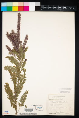 Amorpha canescens image