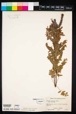 Amorpha canescens image