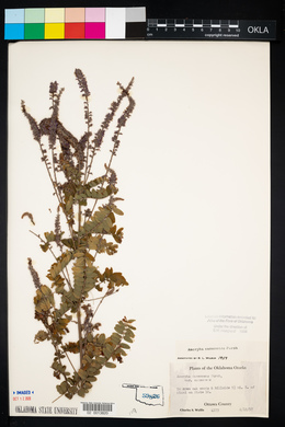 Amorpha canescens image