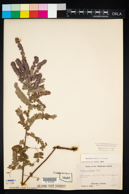 Amorpha canescens image