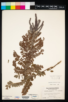 Amorpha canescens image