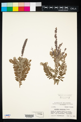 Amorpha canescens image