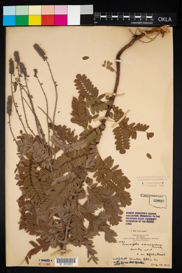 Amorpha canescens image