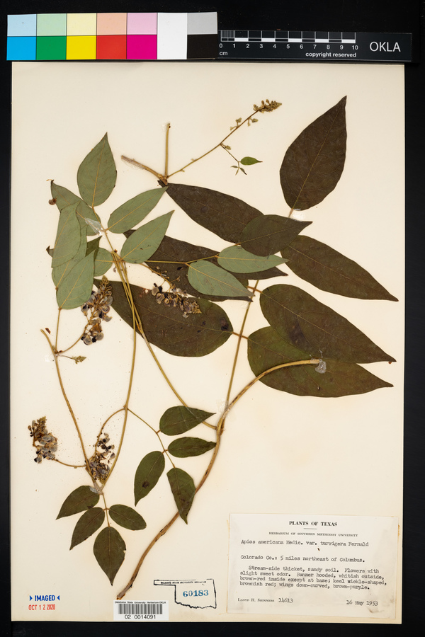 Apios americana image