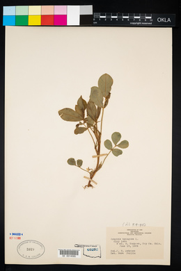 Arachis hypogaea image