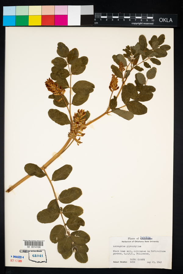 Astragalus glycyphyllos image