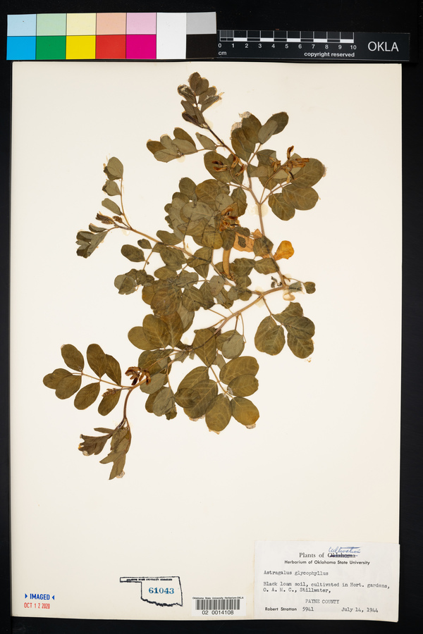 Astragalus glycyphyllos image