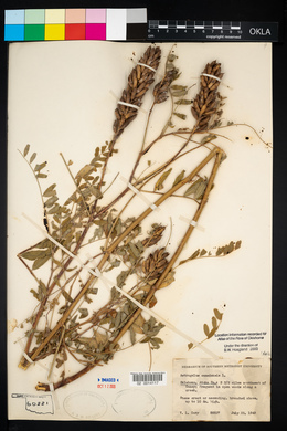 Astragalus canadensis image