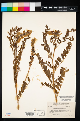 Astragalus canadensis image