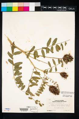 Astragalus canadensis image