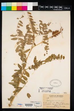 Astragalus canadensis image