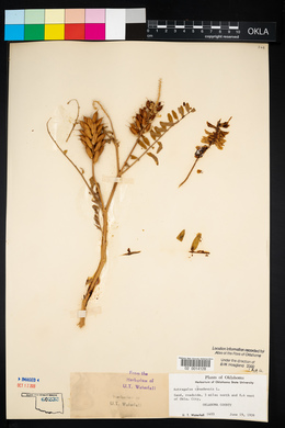 Astragalus canadensis image