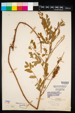 Astragalus canadensis image