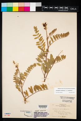 Astragalus canadensis image