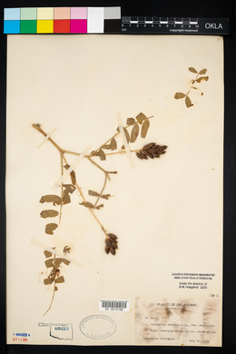 Astragalus canadensis var. canadensis image