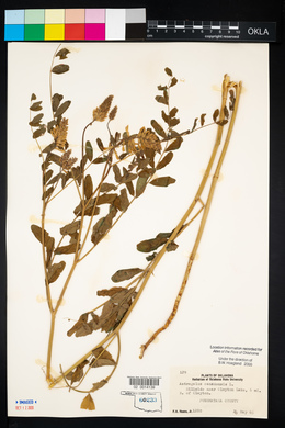 Astragalus canadensis image